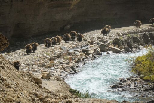 Dolpo yaks caravan