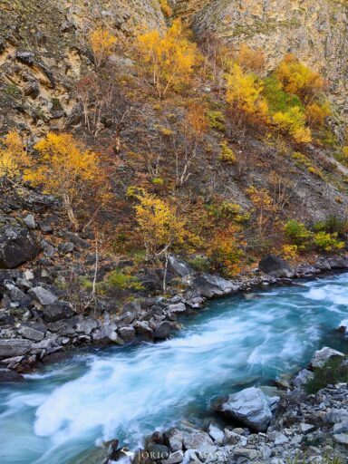 Dolpo river with silver birchs